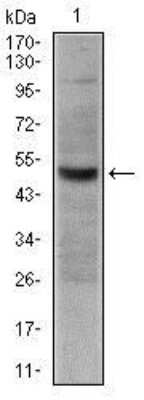 Western Blot: CD30/TNFRSF8 Antibody (3B10) [NBP2-22206] - Western blot analysis using CD30 mouse mAb against Hela cell lysate.