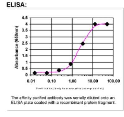 ELISA: CD30/TNFRSF8 Antibody [34900002] - Affinity Purified
