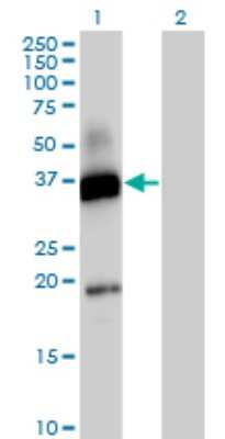 Western Blot: CD300a/LMIR1 Antibody [H00011314-B01P] - Analysis of CD300A expression in transfected 293T cell line by CD300A polyclonal antibody.  Lane 1: CD300A transfected lysate(33 KDa). Lane 2: Non-transfected lysate.