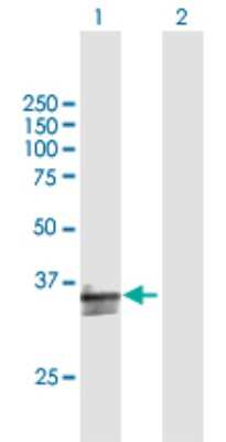 Western Blot: CD300a/LMIR1 Antibody [H00011314-B02P] - Analysis of CD300A expression in transfected 293T cell line by CD300A polyclonal antibody.  Lane 1: CD300A transfected lysate(32.89 KDa). Lane 2: Non-transfected lysate.