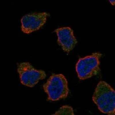 Immunocytochemistry/Immunofluorescence: CD300b/LMIR5/CD300LB Antibody [NBP3-17224] - Staining of human cell line THP-1 shows localization to plasma membrane.