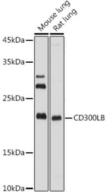 Western Blot: CD300b/LMIR5/CD300LB Antibody [NBP3-16041] - Western blot analysis of extracts of various cell lines, using CD300b/LMIR5/CD300LB antibody (NBP3-16041) at 1:1000 dilution. Secondary antibody: HRP Goat Anti-Rabbit IgG (H+L) at 1:10000 dilution. Lysates/proteins: 25ug per lane. Blocking buffer: 3% nonfat dry milk in TBST. Detection: ECL Basic Kit. Exposure time: 10s.