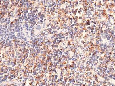 Immunohistochemistry-Paraffin: CD302/CLEC13A Antibody (071) [NBP2-90687] - Immunochemical staining of mouse CD302/CLEC13A in mouse spleen with rabbit monoclonal antibody(1:200, formalin-fixed paraffin embedded sections).