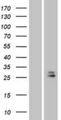 Western Blot: CD302 Overexpression Lysate (Adult Normal) [NBP2-04346] Left-Empty vector transfected control cell lysate (HEK293 cell lysate); Right -Over-expression Lysate for CD302.