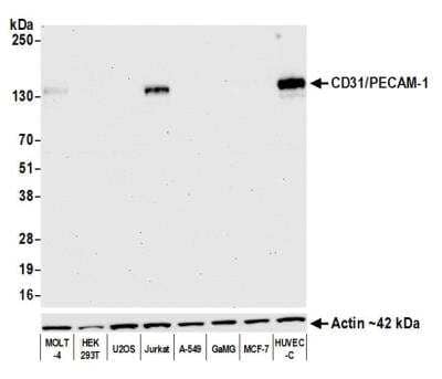 Western Blot: CD31/PECAM-1 Antibody (BLR127H) [NBP3-14710] -  Whole cell lysate (10 ug) from MOLT-4, HEK293T, U2OS, Jurkat, A-549, GaMG, MCF-7, and HUVEC-C cells prepared using NETN lysis buffer.  Rabbit anti-CD31/PECAM-1 recombinant monoclonal antibody used at 1:1000.  HRP-conjugated goat anti-rabbit IgG. Chemiluminescence with an exposure time of 30 seconds.