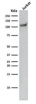 Western Blot: CD31/PECAM-1 Antibody (C31.10) [NBP2-44340] - Western Blot Analysis of human Jurkat cell lysate using CD31/PECAM-1 Antibody (C31.10).