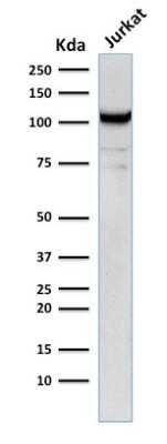 Western Blot: CD31/PECAM-1 Antibody (C31.12) [NBP2-54396] - Western Blot Analysis of human Jurkat cell lysate using CD31/PECAM-1 Antibody (C31.12) - Azide and BSA Free.
