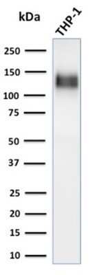 Western Blot: CD31/PECAM-1 Antibody (C31/1395R) - Azide and BSA Free [NBP2-54385] - Western Blot Analysis of human THP-1 cell lysate using CD31/PECAM-1 Antibody (C31/1395R) - Azide and BSA Free.