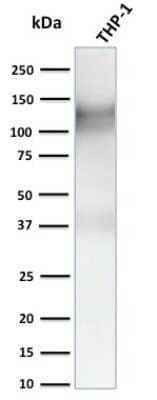 Western Blot: CD31/PECAM-1 Antibody (C31.3 + C31.7 + C31.10) - Azide and BSA Free [NBP2-47785] - Western Blot Analysis of human THP-1 cell lysate using CD31/PECAM-1 Antibody (C31.3 + C31.7 + C31.10) - Azide and BSA Free.