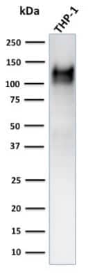 Western Blot: CD31/PECAM-1 Antibody (C31.3 + JC/70A) - Azide and BSA Free [NBP2-34578] - Western Blot Analysis of human THP-1 cell lysate using CD31/PECAM-1 Antibody (C31.3 + JC/70A).