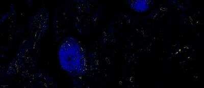 Immunohistochemistry-Paraffin: CD31/PECAM-1 Antibody (C31.3) - Azide and BSA Free [NBP2-33154] - Staining with CD31/PECAM-1 Antibody (C31.3) [Alexa Fluor® 647] (NBP2-33154AF647) using GE Cell DIVE (20x) on Human Rheumatoid Arthritis synovium (10 ug/ml). Image from verified customer review.