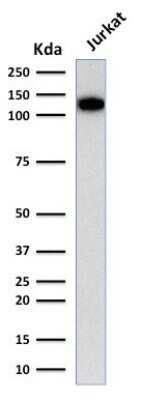 Western Blot: CD31/PECAM-1 Antibody (C31.3) - Azide and BSA Free [NBP2-33154] - Western Blot Analysis of human Jurkat cell lysate using CD31/PECAM-1 Antibody (C31.3) - Azide and BSA Free.