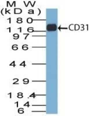 Western Blot: CD31/PECAM-1 Antibody (C31.7) - Azide and BSA Free [NBP2-33136] - Western blot of CD31 in THP-1 lysate using CD31/PECAM-1 Antibody (C31.7) - Azide and BSA Free.