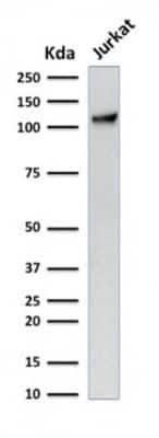 Western Blot: CD31/PECAM-1 Antibody (C31.7) - Azide and BSA Free [NBP2-33136] - Western Blot Analysis of human Jurkat cell lysate using CD31/PECAM-1 Antibody (C31.7) - Azide and BSA Free.