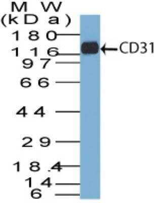 Western Blot: CD31/PECAM-1 Antibody (C31.7) [NBP2-15188] - Analysis using the Azide and BSA Free version of CD31/PECAM-1 Antibody (C31.7). Detection of CD31 in THP-1 lysate.