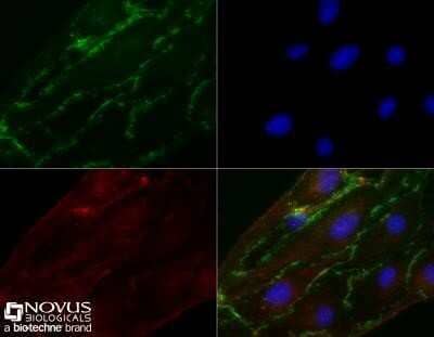 Immunocytochemistry/Immunofluorescence: CD31/PECAM-1 Antibody (MEC 7.46) - Azide and BSA Free [NBP2-80639] - MS1 cells were fixed for 10 minutes using 10% formalin and then permeabilized for 5 minutes using 1X TBS + 0.5% Triton X-100. The cells were incubated with CD31/PECAM-1 Antibody (MEC 7.46) at 5.0 ug/ml overnight at 4C and detected with an anti-mouse DyLight 488 (Green) at a 1:500 dilution. Actin was detected with Phalloidin 568 (Red) at a 1:200 dilution. Nuclei were counterstained with DAPI (Blue). Cells were imaged using a 40X objective. Image from the standard format of this antibody.