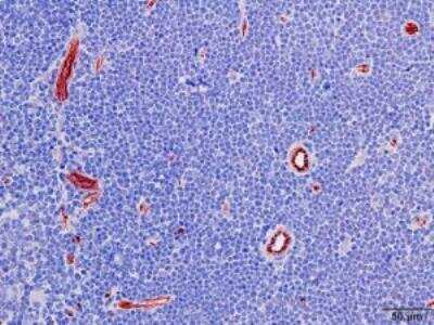 Immunohistochemistry-Frozen: CD31/PECAM-1 Antibody (RM247) [NBP2-61509] - Immunohistochemical staining of frozen Guinea Pig Thyroid tissue sections using CD31/PECAM-1 Antibody (RM247) at a 1:2500 dilution.