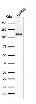Western Blot: CD31/PECAM-1 Antibody (SPM532) [NBP2-34781] - Western Blot Analysis of human Jurkat cell lysate using CD31/PECAM-1 Antibody (SPM532) - Azide and BSA Free.