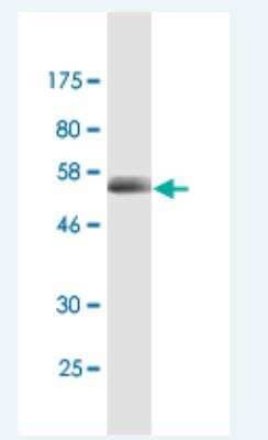 Western Blot: CD320/TCblR/8D6A Antibody (4F2) [H00051293-M04A] - Western Blot detection against Immunogen (56.76 KDa) .