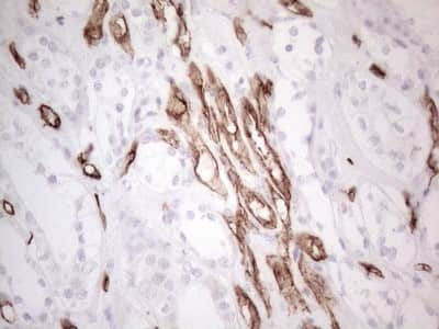 Immunohistochemistry: CD34 Antibody (11E1) [NBP2-46144] - Analysis of Human Kidney tissue. (Heat-induced epitope retrieval by 1mM EDTA in 10mM Tris buffer (pH8.5) at 120C for 3 min)