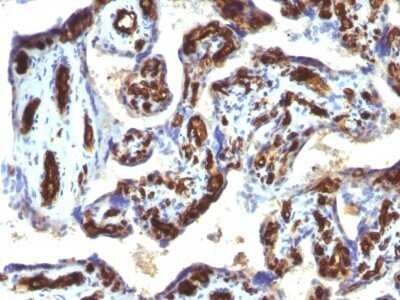 Immunohistochemistry-Paraffin: CD34 Antibody (HPCA1/763) - Azide and BSA Free [NBP2-47910] - Human Placenta stained with CD34 Monoclonal Antibody (HPCA1/763)