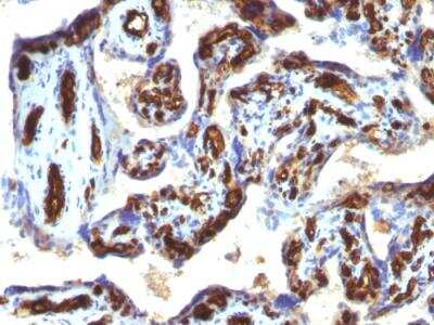 Immunohistochemistry-Paraffin: CD34 Antibody (HPCA1/763) - IHC-Prediluted [NBP2-48332] - Formalin-fixed, paraffin-embedded human Placenta.