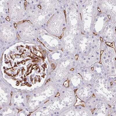 <b>Orthogonal Strategies Validation. </b>Immunohistochemistry-Paraffin: CD34 Antibody [NBP2-38321] - Staining of human kidney shows moderate to strong membranous positivity in endothelial cells.