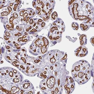 Immunohistochemistry-Paraffin: CD34 Antibody [NBP2-38321] - Staining of human placenta shows moderate to strong membranous positivity in endothelial cells.