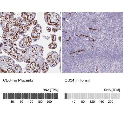 Immunohistochemistry-Paraffin: CD34 Antibody [NBP2-38321] - Staining in human placenta and tonsil tissues . Corresponding CD34 RNA-seq data are presented for the same tissues.
