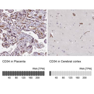 Immunohistochemistry-Paraffin: CD34 Antibody [NBP2-38322] - Analysis in human placenta and cerebral cortex tissues. Corresponding CD34 RNA-seq data are presented for the same tissues.