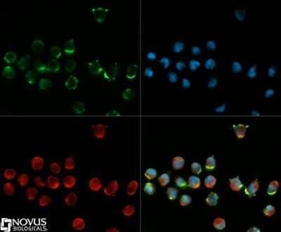 Immunocytochemistry/Immunofluorescence: CD34 Antibody (MEC 14.7) - Azide and BSA Free [NBP2-80642] - CD34 antibody was tested in WEHI-3 cells with DyLight 488 (green). Nuclei and alpha-tubulin were counterstained with DAPI (blue) and DyLight 550 (red). Image from the standard format of this antibody.