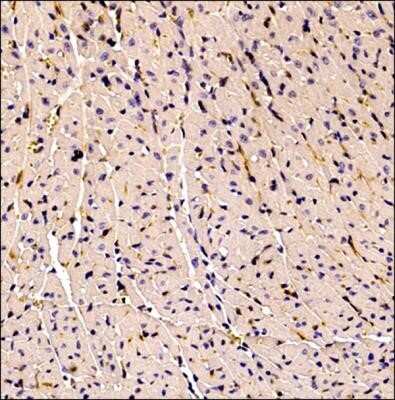 Immunohistochemistry: CD34 Antibody (MEC 14.7) - Azide and BSA Free [NBP2-80642] - Analysis of a FFPE tissue section of mouse heart using rat anti-mouse CD34 (clone MEC 14.7) at 1:100 dilution. The signal was developed using HRP-conjugated anti-rat secondary with DAB reagent which followed counterstaining of nuclei using hematoxylin. Th