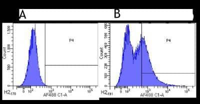 Flow Cytometry: CD34 Antibody (My10) - Chimeric [NBP2-62554] - Flow-cytometry using anti-CD34 antibody My10. Human leukocytes were stained with an isotype control (panel A) or the rabbit-chimeric version of My10 (NBP2-62554, panel B) at a concentration of 1 ug/ml for 30 mins at RT. After washing, bound antibody was detected using a AF488 conjugated donkey anti-rabbit antibody and cells analysed on a FACSCanto flow-cytometer.