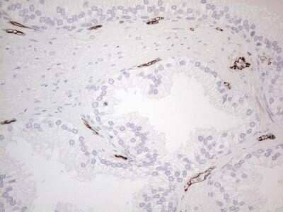 Immunohistochemistry: CD34 Antibody (OTI11E1) - Azide and BSA Free [NBP2-70375] - Analysis of Human prostate tissue. (Heat-induced epitope retrieval by 1mM EDTA in 10mM Tris buffer (pH8.5) at 120C for 3 min)