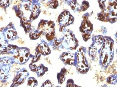 Immunohistochemistry-Paraffin: CD34 Antibody (QBEnd/10 + HPCA1/763) - Azide and BSA Free [NBP2-47909] - Human Placenta stained with CD34 Monoclonal Antibody (QBEnd/10 + HPCA1/763)