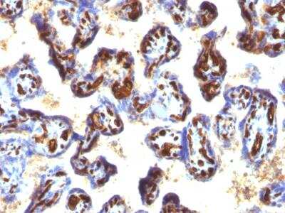 Immunohistochemistry-Paraffin: CD34 Antibody (QBEnd/10 + HPCA1/763) - IHC-Prediluted [NBP2-48362] - Formalin-fixed, paraffin-embedded human Placenta stained with CD34 MAb (QBEnd/10 + HPCA1/763).