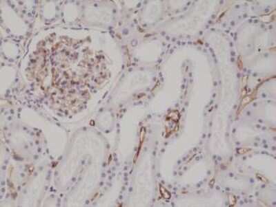 Immunohistochemistry-Paraffin: CD34 Antibody (RM300) [NBP2-61510] - Immunohistochemical staining of formalin fixed and paraffin embedded human kidney tissue section using NBP2-61510.