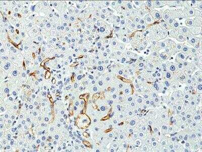 Immunohistochemistry-Paraffin: CD34 Antibody (RM300) [NBP2-61510] - Immunohistochemical staining of formalin fixed and paraffin embedded human liver tissue section using NBP2-61510 at a 1:400 dilution.