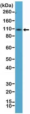 Western Blot: CD34 Antibody (RM300) [NBP2-61510] - Western Blot of mouse spleen tissue lysate using NBP2-61510.