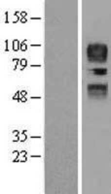 Western Blot: CD34 Overexpression Lysate (Adult Normal) [NBP2-04205] Left-Empty vector transfected control cell lysate (HEK293 cell lysate); Right -Over-expression Lysate for CD34.