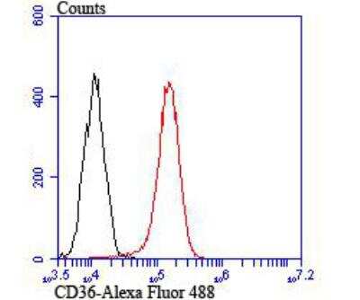 Flow Cytometry: CD36 Antibody [NBP3-09080] - Flow cytometric analysis of THP-1 cells with CD36 antibody at 1/100 dilution (red) compared with an unlabelled control (cells without incubation with primary antibody; black).