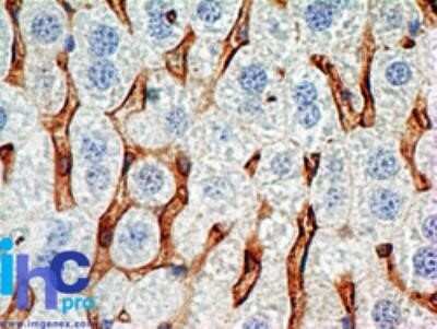 Immunohistochemistry: CD38 Antibody (1G7F4) - Azide and BSA Free [NBP2-80645] - Mouse liver stained with this antibody (5 ug/mL), peroxidase-conjugate and DAB chromogen. Note membrane staining of Kupffer cells (macrophages of the liver). Image using the standard format of this product.