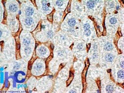 Immunohistochemistry-Paraffin: CD38 Antibody (1G7F4) [NBP2-25250] - Mouse liver stained with this antibody (5 ug/mL), peroxidase-conjugate and DAB chromogen. Note membrane staining of Kupffer cells (macrophages of the liver).