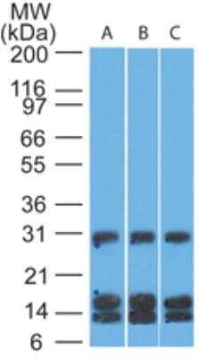 Western Blot: CD38 Antibody (1G7F4) [NBP2-25250] - Analysis of (A) Human Jurkat, (B) Human Ramos and (C) Mouse EL4 lysate using this antibody at 4 ug/mL.