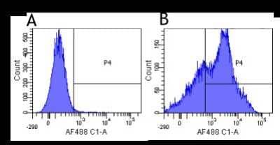 Flow Cytometry: CD38 Antibody (HB7) - Chimeric [NBP2-52647] - CD38 Antibody (HB7) [NBP2-52647] - Flow Cytometry using anti-CD38 antibody HB7. Human lymphocytes were stained with an isotype control (panel A) or the rabbit-chimeric version of HB7 (NBP2-52647, panel B) at a concentration of 1 ug/mL for 30 mins at RT. After washing, bound antibody was detected using a AF488 conjugated donkey anti-rabbit antibody and cells analysed on a FACSCanto flow cytometer.