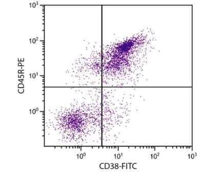 Flow Cytometry: CD38 Antibody (NIMR-5) [FITC] [NBP1-27952] - BALB/c mouse splenocytes were stained with Rat Anti-Mouse CD38-FITC and Rat Anti-Mouse CD45R-PE.   