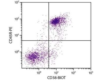Flow Cytometry: CD38 Antibody (NIMR-5) - Low Endotoxin, Azide and BSA Free [NBP2-59506] - BALB/c mouse splenocytes were stained with Rat Anti-Mouse CD38-BIOT (NBP1-27953) and Rat Anti-Mouse CD45R-PE (NBP1-27981) followed by Streptavidin-FITC.