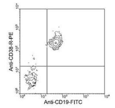 Flow Cytometry: CD38 Antibody (NIMR-5) [PE] [NBP1-27954] - Analysis using the PE conjugate of NBP1-27951. Double staining of 0.3 ug/1^6 cells from BALB/c spleen with rat anti-mouse CD38-R-PE and rat anti-mouse CD19-FITC (Clone 6D5).