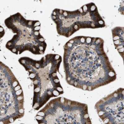 Immunohistochemistry-Paraffin: CD39L1/ENTPD2 Antibody [NBP1-85752] - Staining of human small intestine shows strong cytoplasmic positivity in glandular cells.