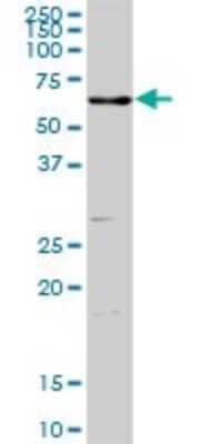 Western Blot: CD39L3/ENTPD3 Antibody [H00000956-D01P] - Analysis of ENTPD3 expression in mouse testis.